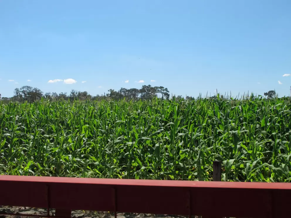 Corn fields.