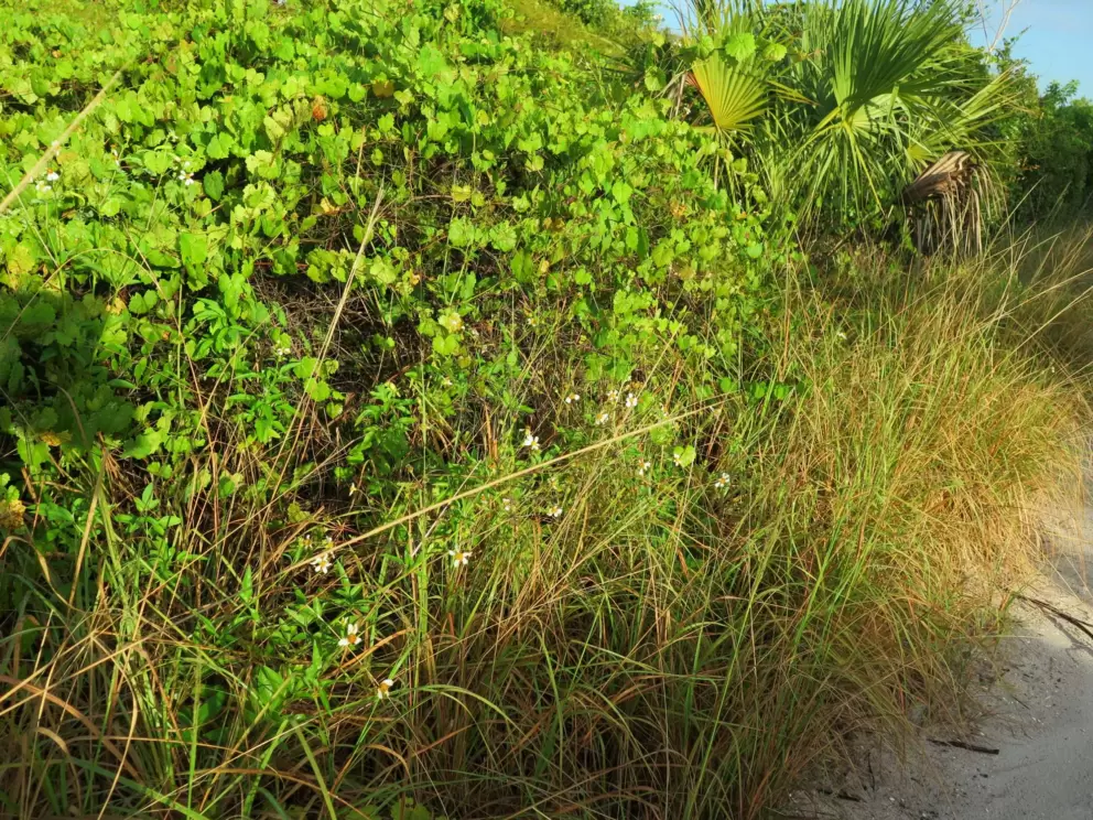 Wildflowers and long grasses along the trail.