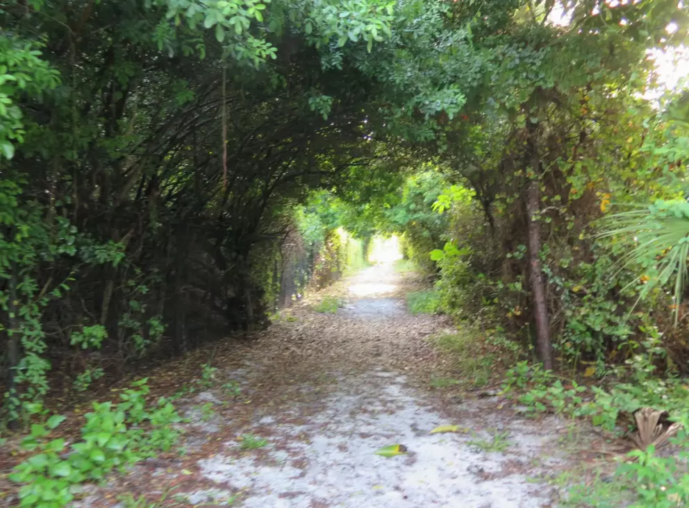 Inside the tree canopy.