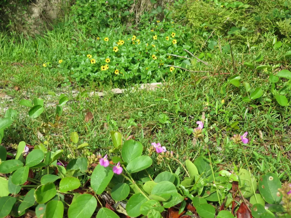 Yellow flowers and purple flowers. 
