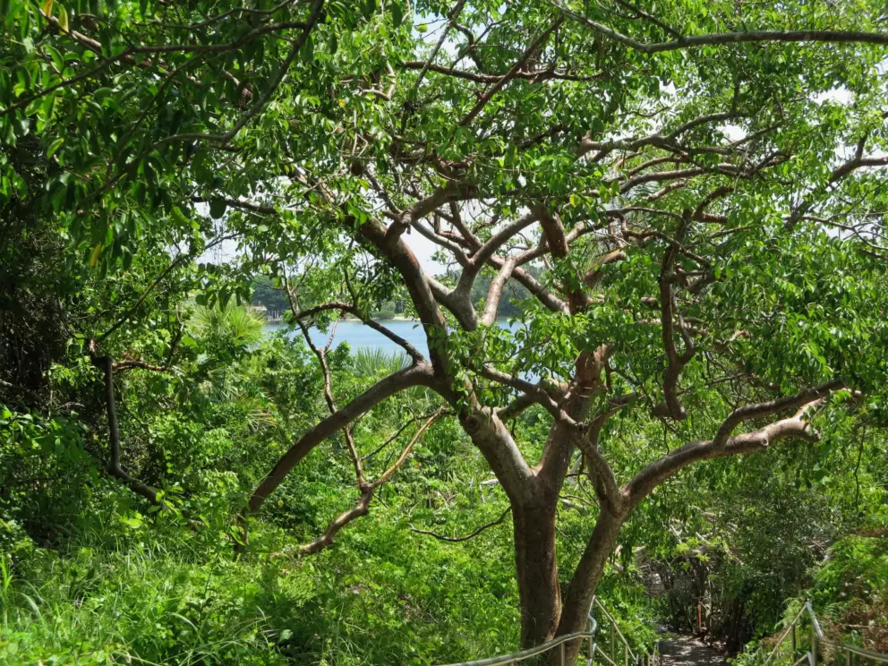 Cute view above the beach. It's rare you get to be high up over the water in flat Florida!