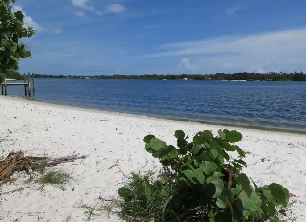 Little shrub, white sand, and river.