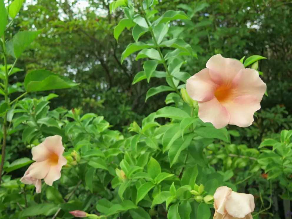 Peach flowers.