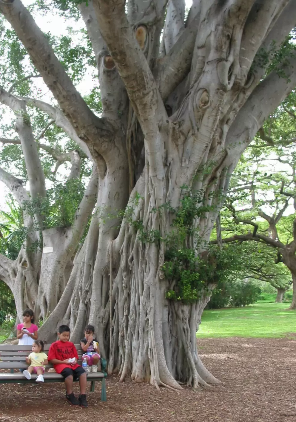 Children sit by the playground under a Banyan tree.