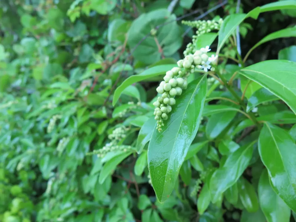 Grape-like berries on a plant.