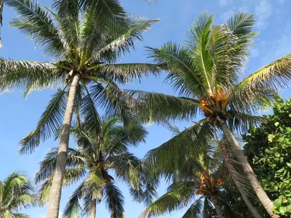 Coconut trees.