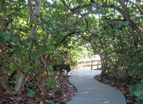 An entrance to the beach with a tree canopy.