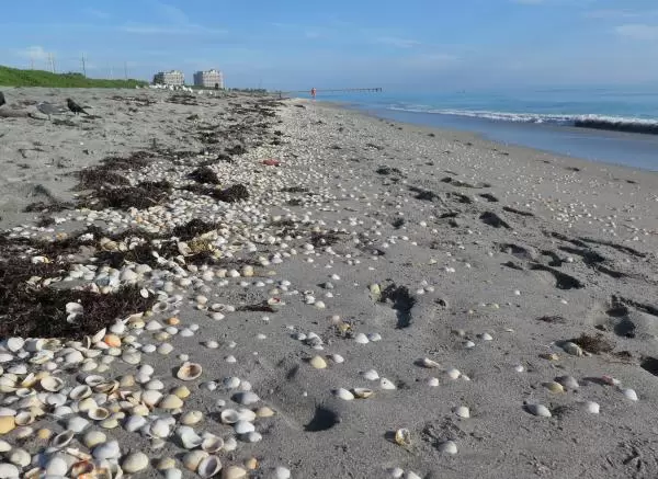 Taking a peek at the beach near an entrance at Donald Ross Rd.