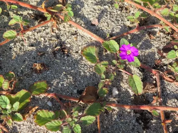 Flower in the dunes at the beach entrance on Ocean Drive and Donald Ross Rd.