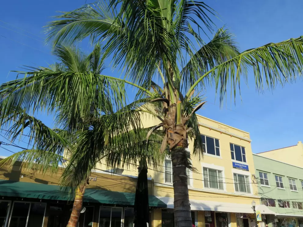 Yellow storefront and coconut trees.