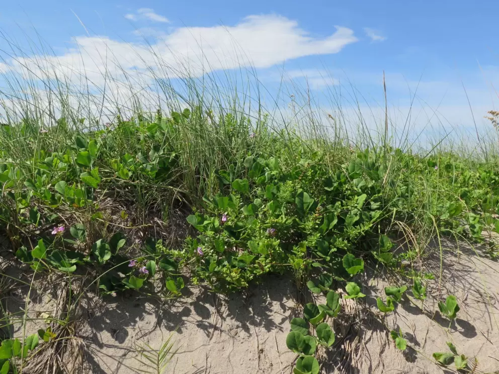 Dune with purple morning glory vine.