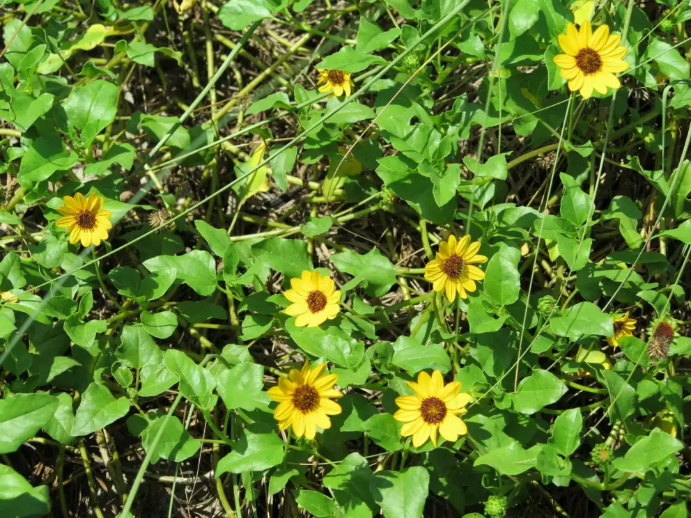 Dune sunflowers.