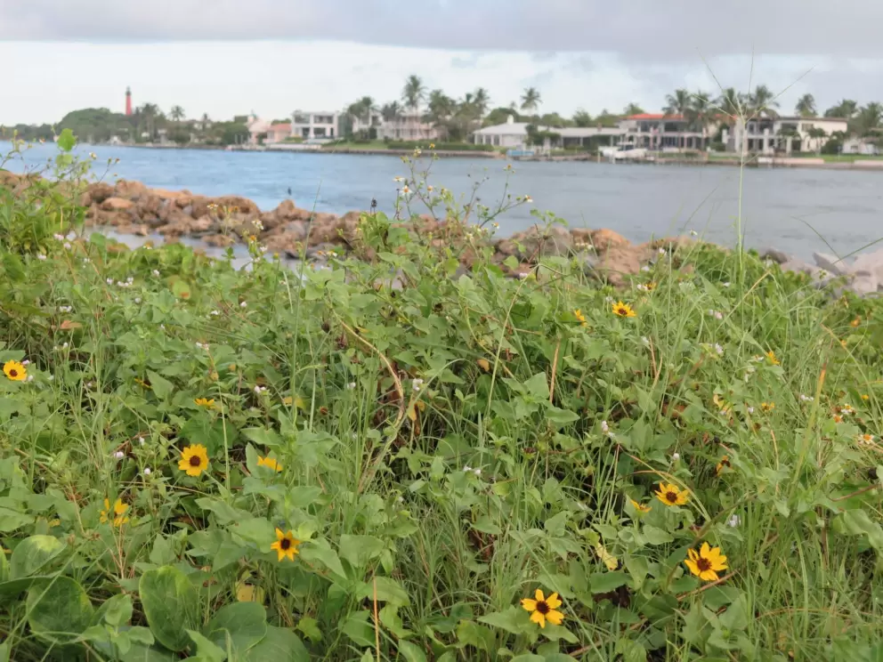 Dune sunflowers along the inlet. 