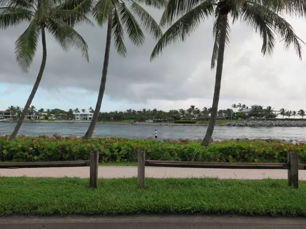 Coconut trees and stormy atmosphere.