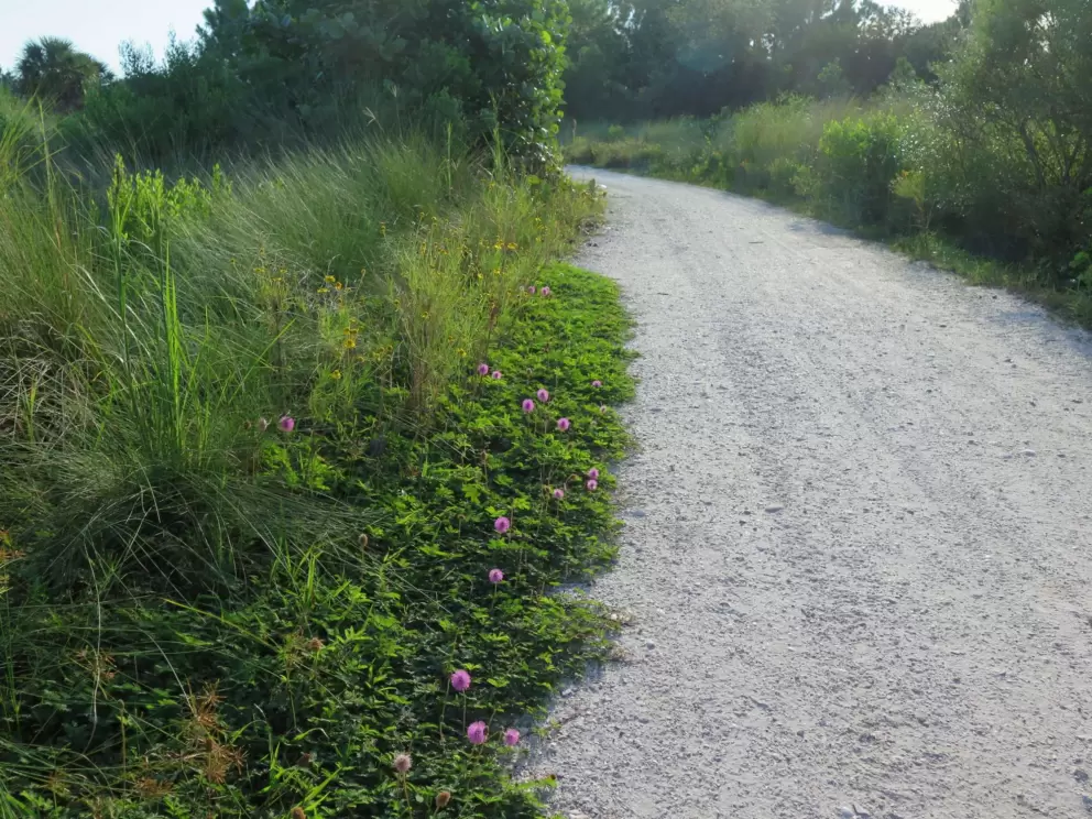 Purple flowers along the path.