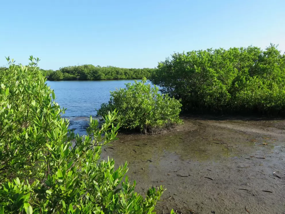 Mangrove view.