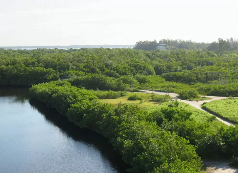 Paths at the preserve, as seen from the tower. The bay is in the distance.