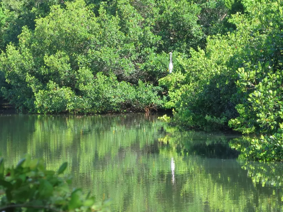 Snowy egret and reflection, at the green shimmering water behind North Shore Cafe.
