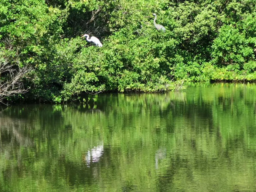 A heron harasses an egret, at North Shore Cafe.
