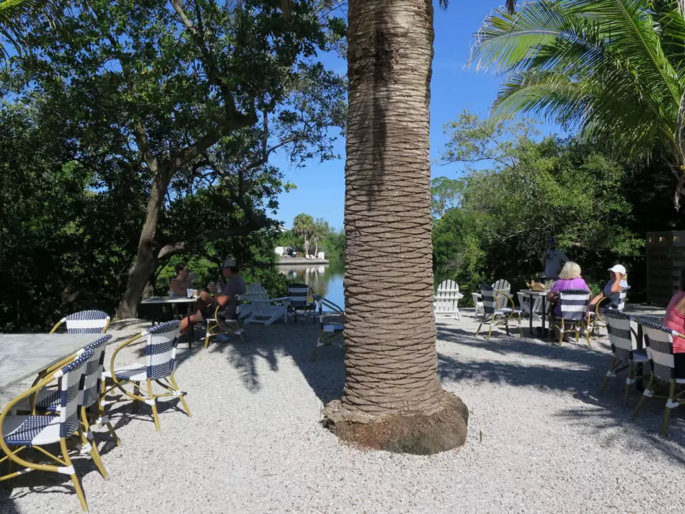 Canary palm at North Shore Cafe.