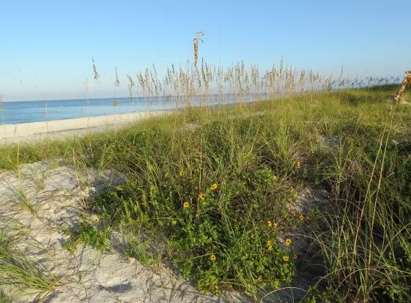 Dune sunflowers and sea oats, on a gorgeous Sunday morning.