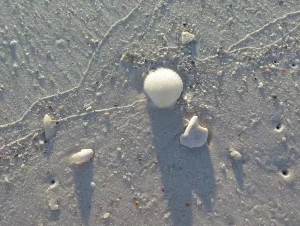 Shells and little holes where crabs live.