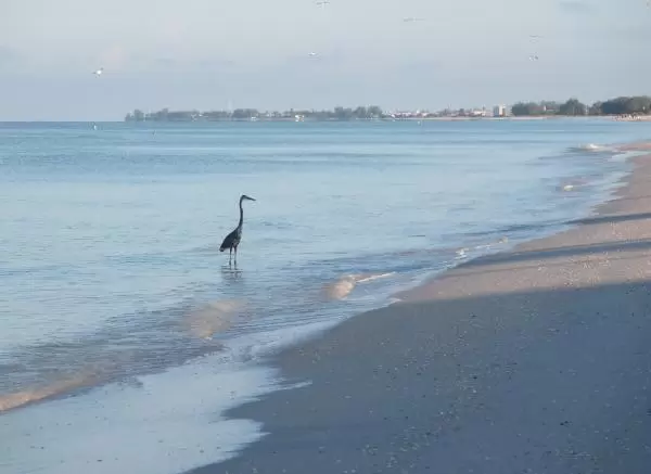 Blue heron in the water at the shore.