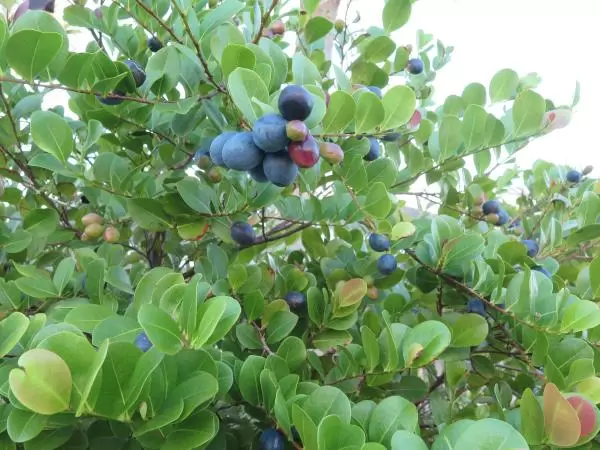 Grape-like berries on a shrub.