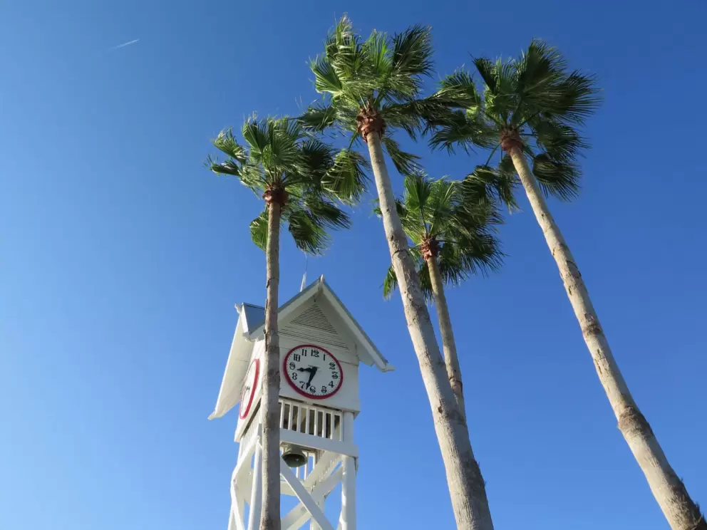 Clock tower and very tall, thin palms!