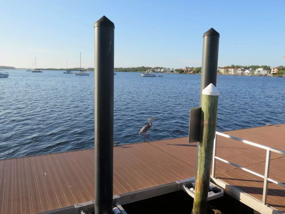 Blue heron on the pier.