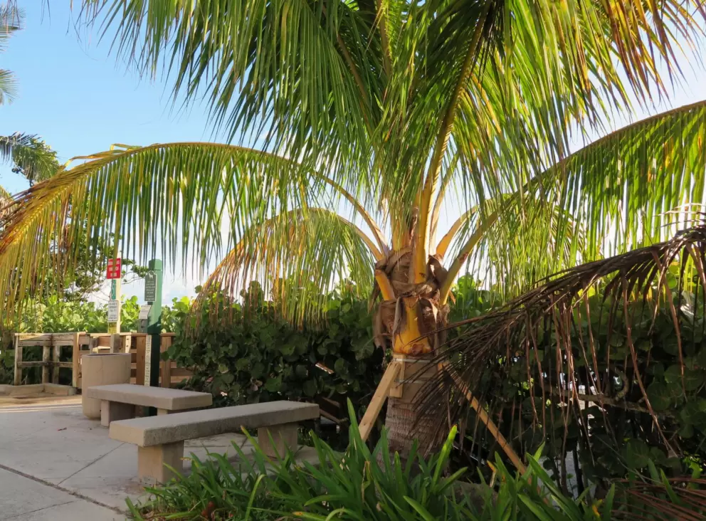 Palm fronds catching the light at a beach entrance.