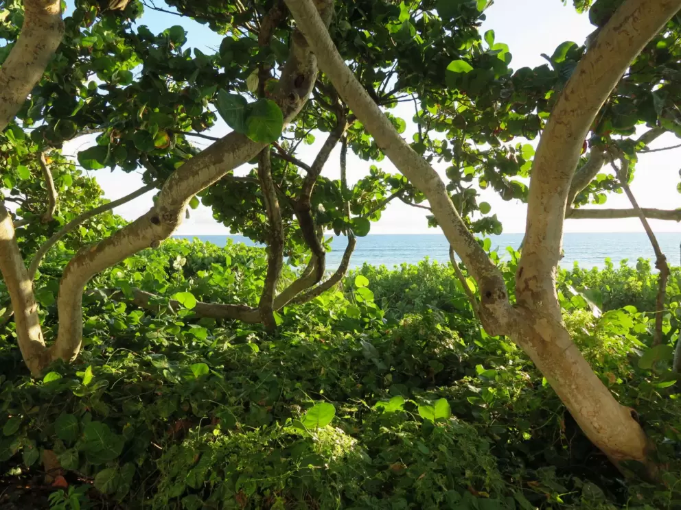 Looking through the trees at the ocean.
