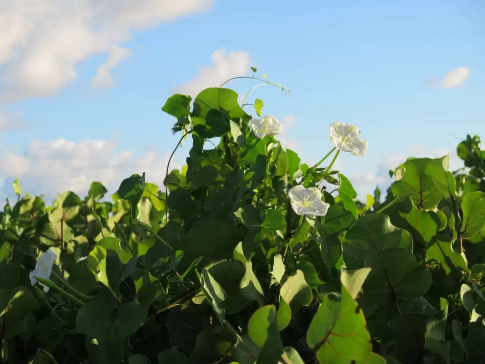 Morning glory and sky.