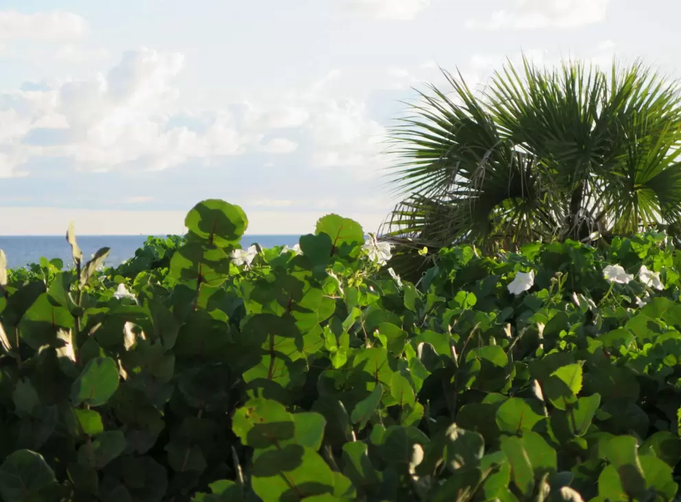 Morning glory, seagrape catching the light, and blue strip of ocean.