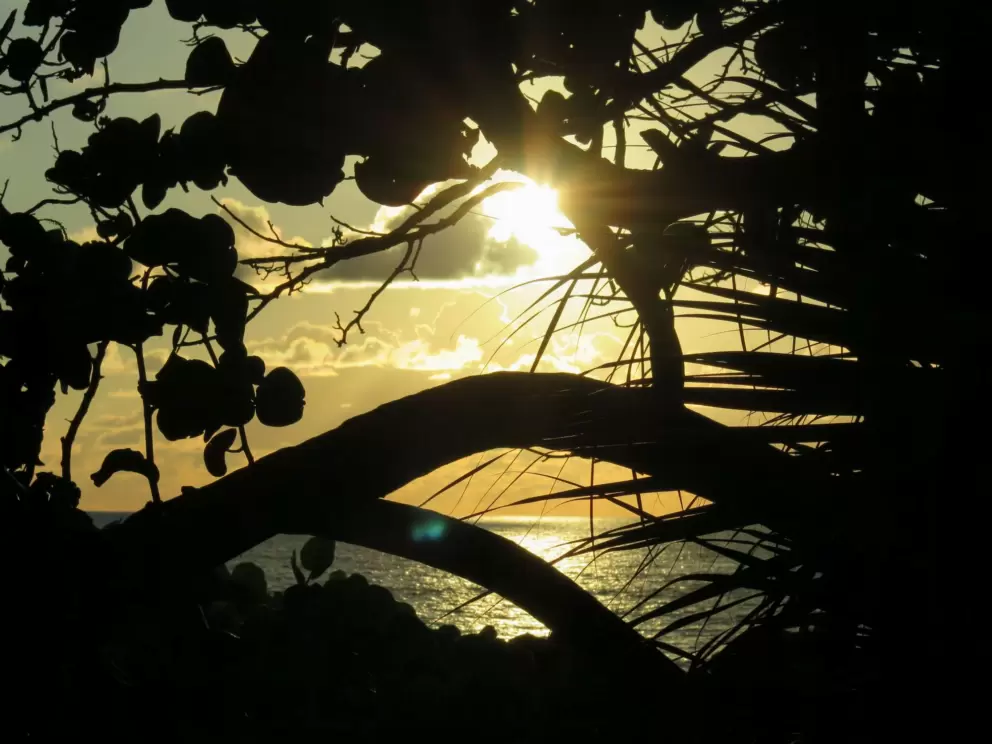 Seagrape and palmetto silhouette at sunrise.
