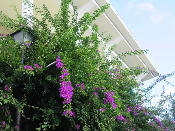 Purple bougainvillea.