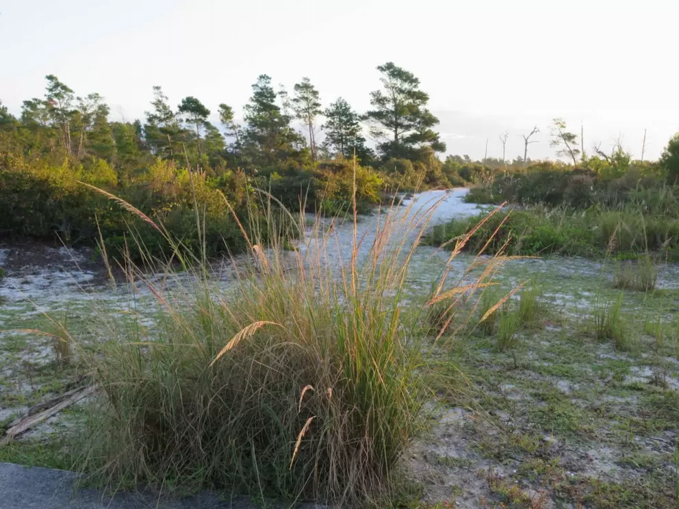 Morning light catching the grasses.