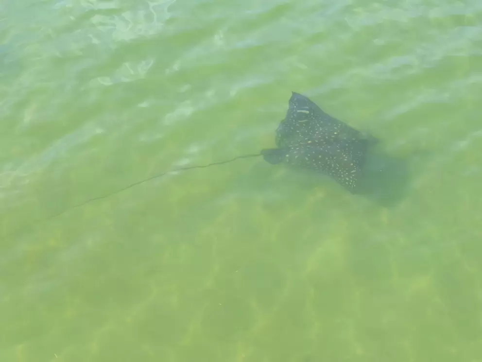 Spotted sting ray in the lagoon!