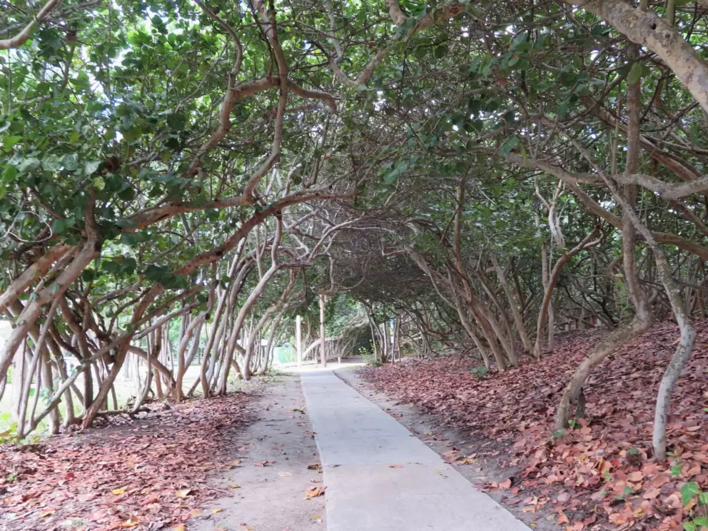 Path in the seagrape trees.