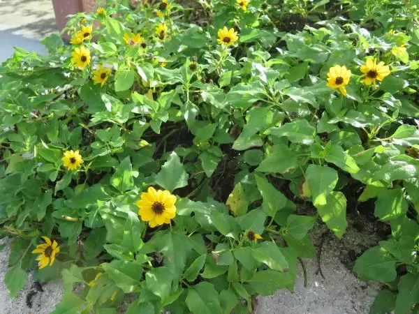 Beach sunflowers.