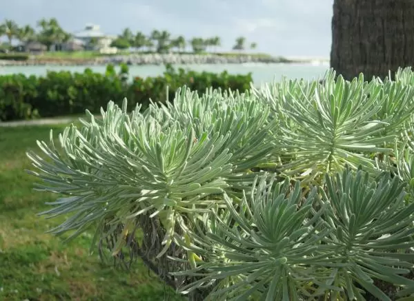 Silvery plant catching the light.