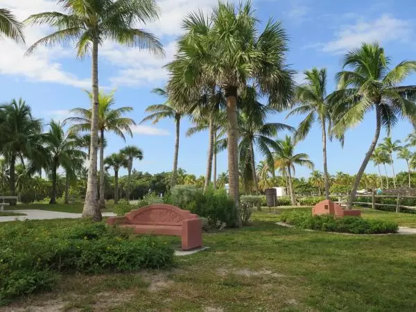 Curved coconut tree and other palms.