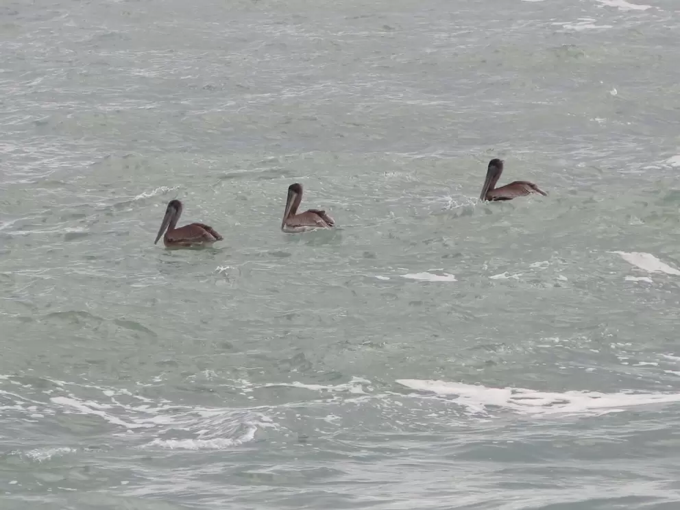 Three pelicans bobbing around!
