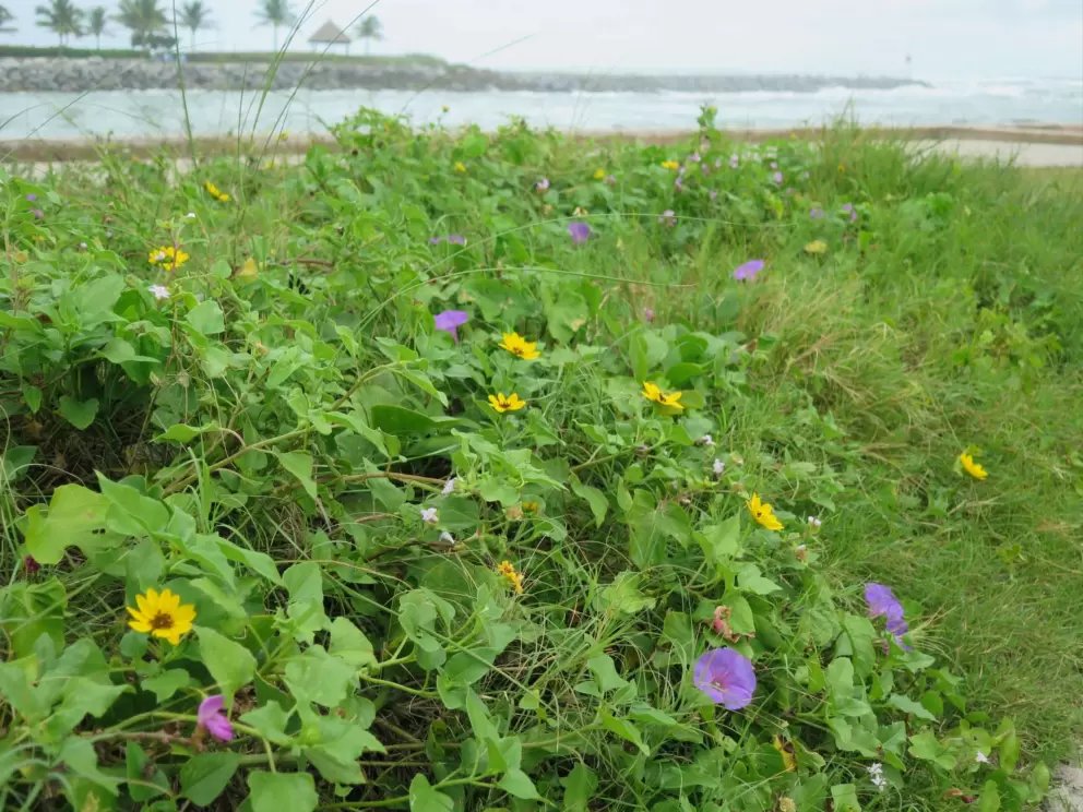 Purple and yellow wildflowers near the jetty.