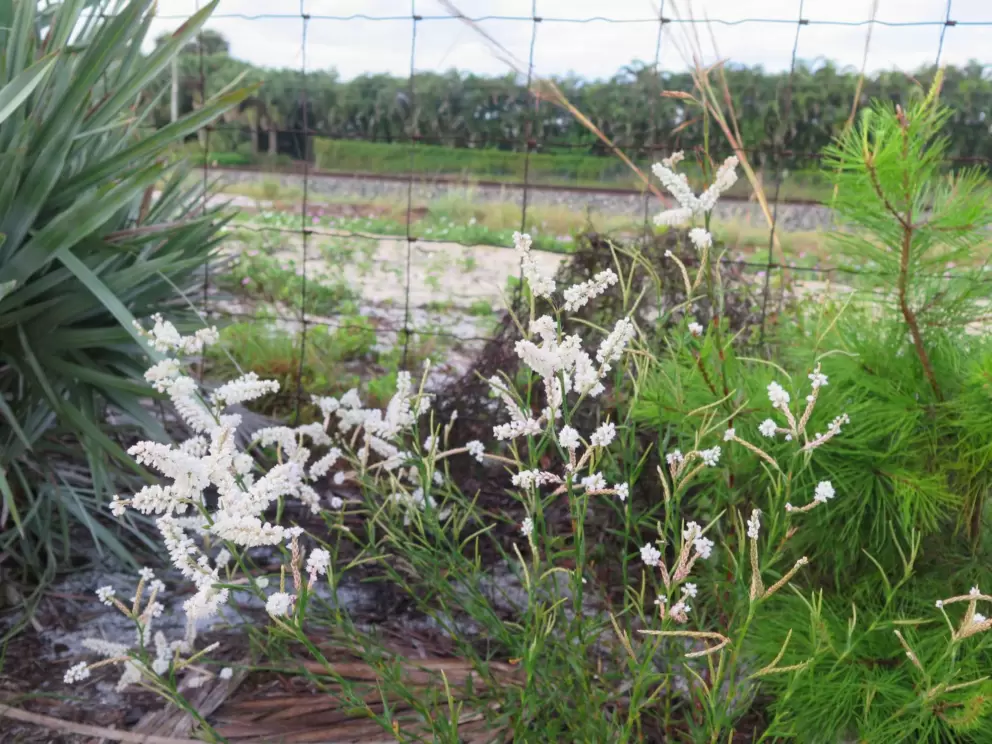 White puffy flowers.