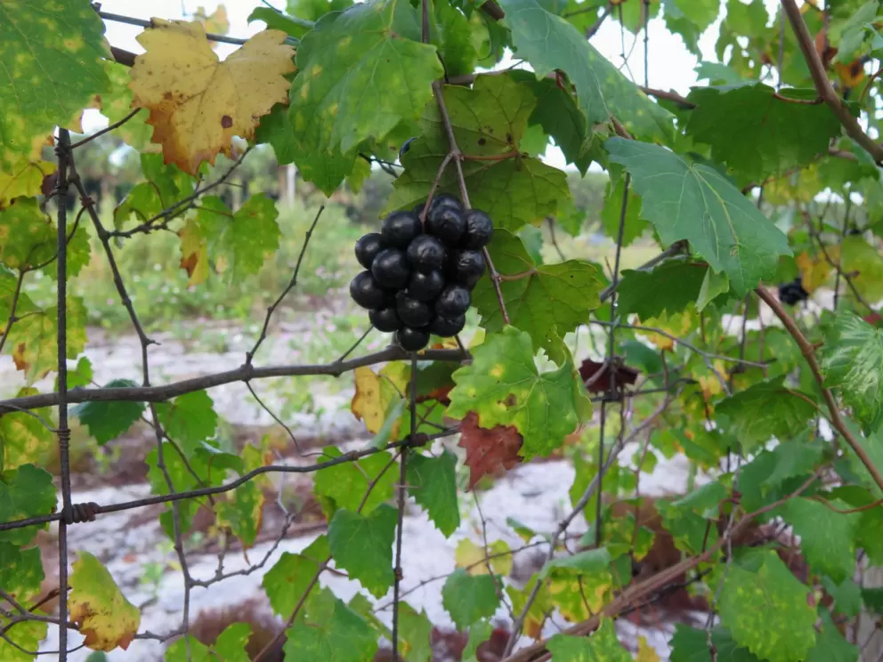 Grape-like plant along the path.
