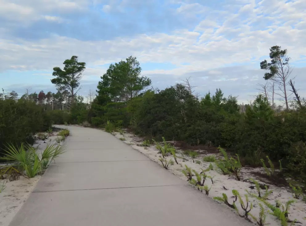 Cute plants in the sand beside the path.