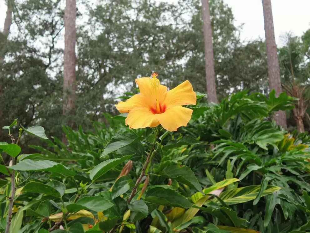Yellow hibiscus in the garden.
