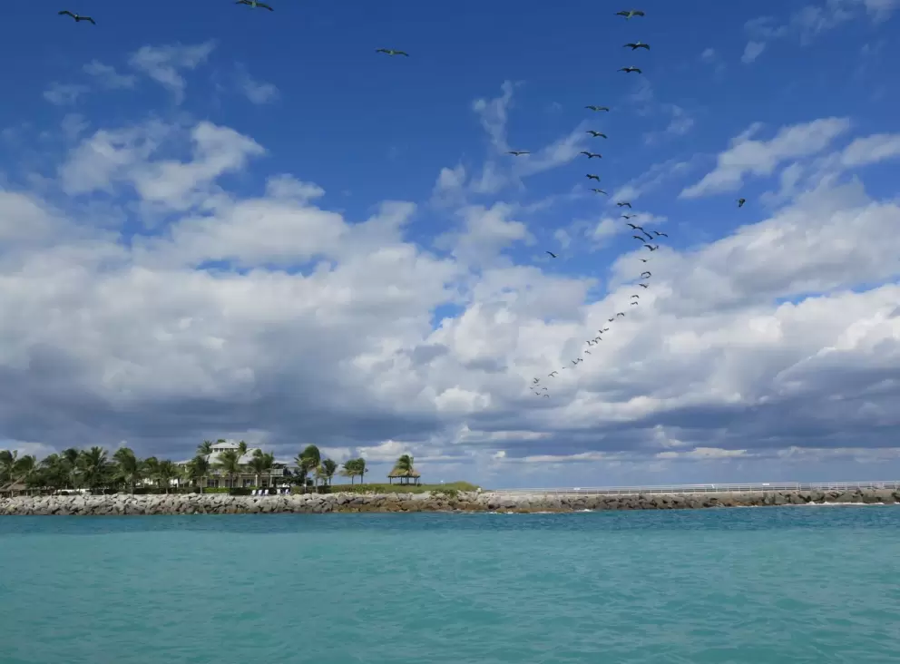 Birds in formation!