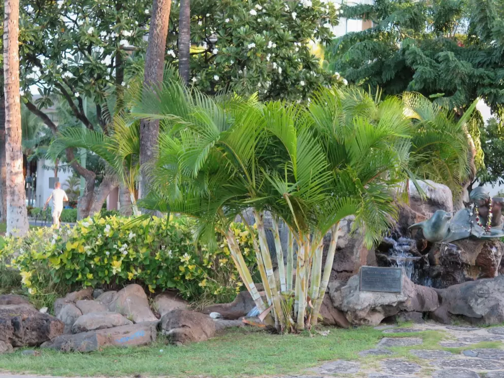 Landscaping along Kalakaua Ave.